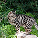 20110304 0279RAw [TR] Katze, Kemer, Türkei