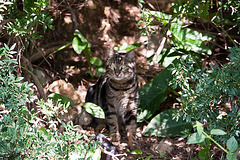 20110304 0278RAw [TR] Katze, Kemer, Türkei
