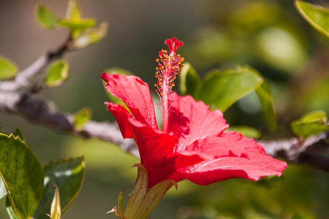 20110304 0283RAw [TR] Roseneibisch (Hibiscus), Kemer