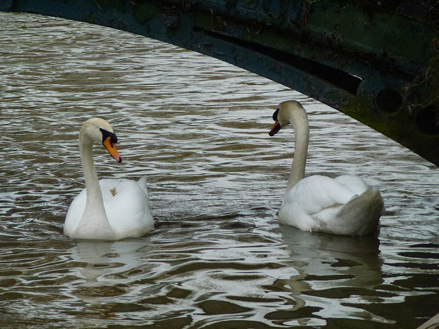 swans on new river, broxbourne, herts.