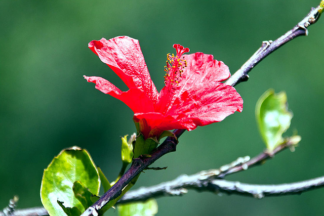 20110304 0284RAw [TR] Roseneibisch (Hibiscus), Kemer