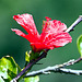 20110304 0284RAw [TR] Roseneibisch (Hibiscus), Kemer