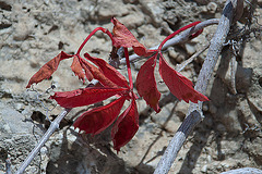 20110304 0286RAfw Kemer Rote Blätter