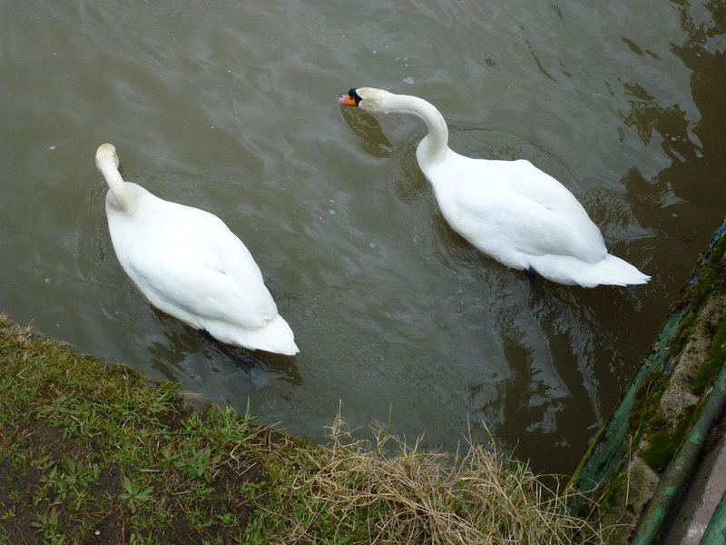 swans on new river, broxbourne, herts.