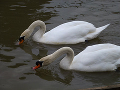 swans on new river, broxbourne, herts.
