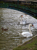 swans on new river, broxbourne, herts.