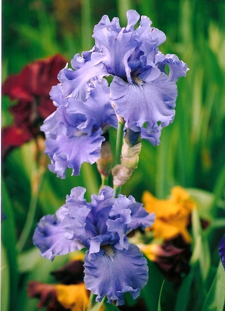 Iris Riverboat Blues (2)