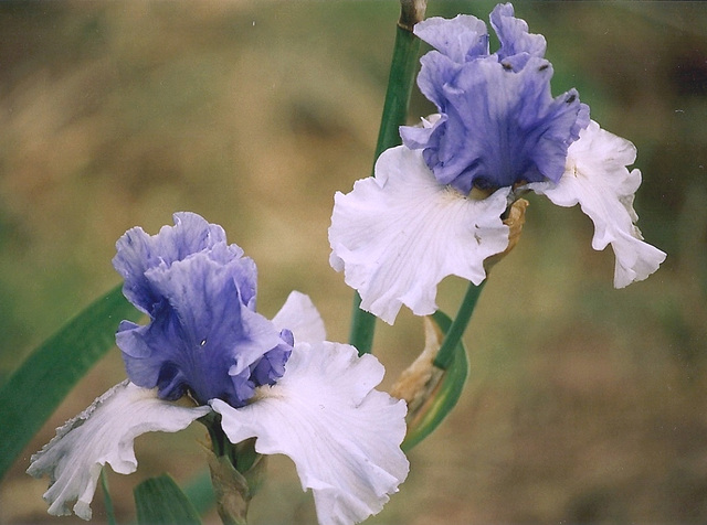 Iris In reverse