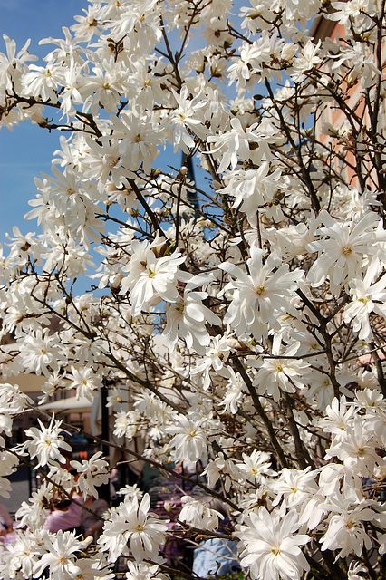 magnolio stelforma (el Azio)