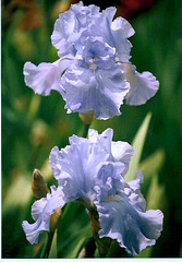 Iris Carribean Dream