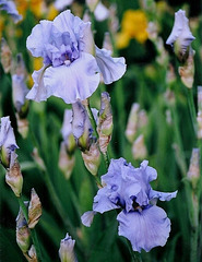 Iris Pacific Mist