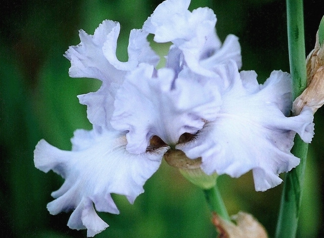 Iris Oregon's Skies