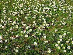 Parterre naturel, c'est l'invasion !