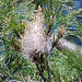 20110304 0301RAw [TR] Kiefernspanner(Raupen)nest, Kemer