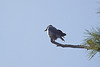 20110304 0297RAw [TR] Nebelkrähe (Corvus cornix), Kemer