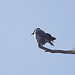20110304 0297RAw [TR] Nebelkrähe (Corvus cornix), Kemer