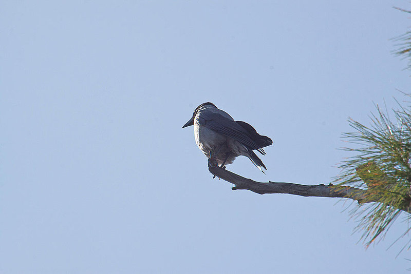 20110304 0297RAw [TR] Nebelkrähe (Corvus cornix), Kemer