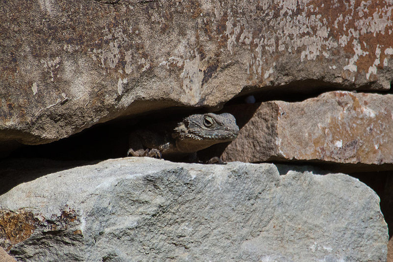 20110304 0306RAw [TR] Reptil, Kemer