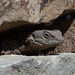 20110304 0305RAw [TR] Reptil, Kemer