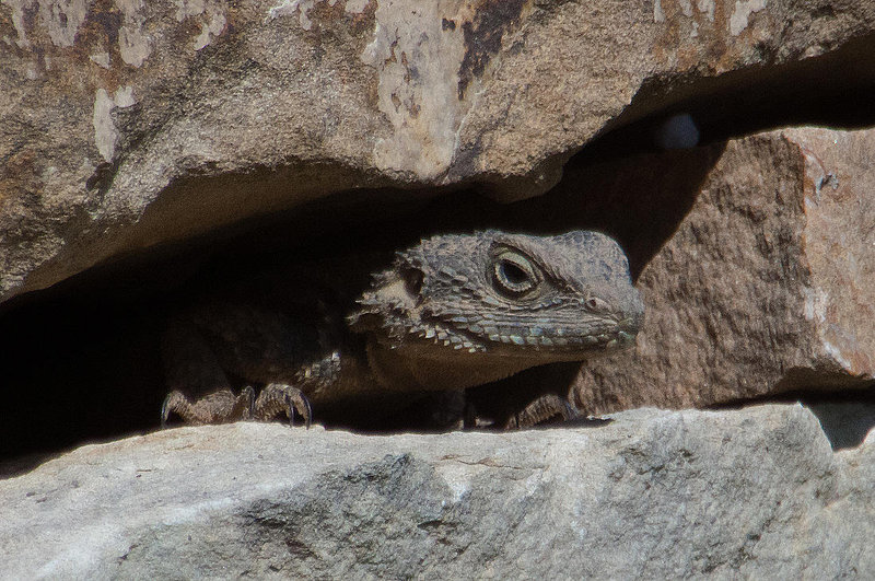 20110304 0305RAw [TR] Reptil, Kemer