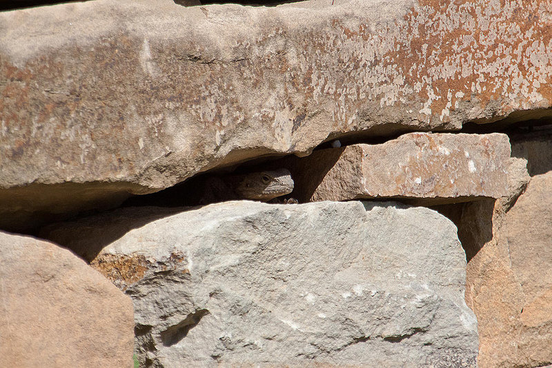 20110304 0303RAw [TR] Reptil, Kemer
