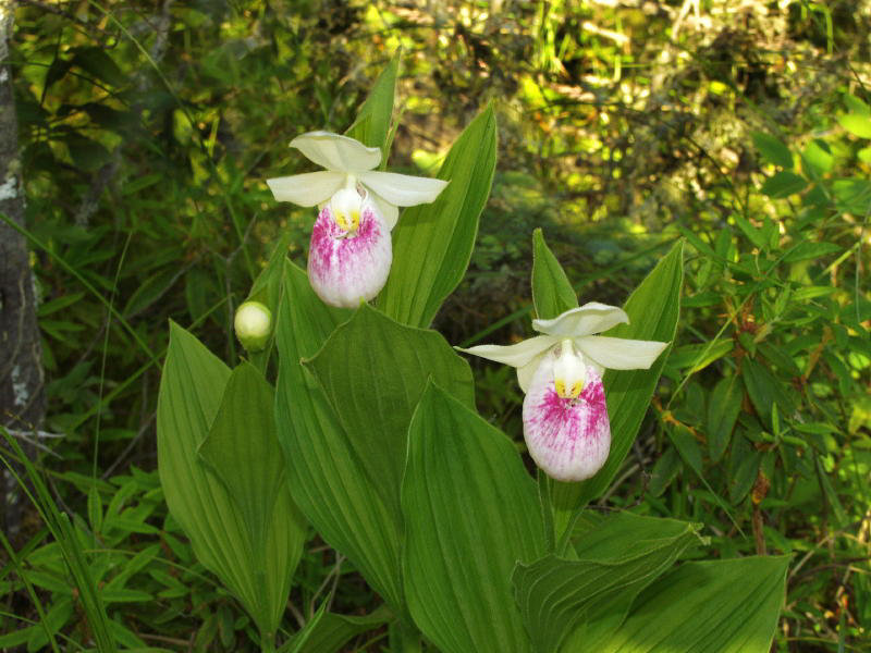 Cypripedium reginae (Showy orchid)