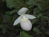 Cypripedium reginae (Showy orchid)