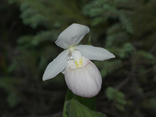 Cypripedium reginae (Showy orchid)