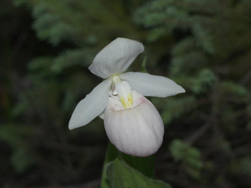 Cypripedium reginae (Showy orchid)