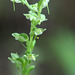Platanthera obtusata (Blunt-leaf orchid)