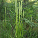 Platanthera huronensis (Huron green orchid or Tall nothern bog orchid)