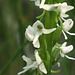 Platanthera dilatata (Scentbottle orchid)
