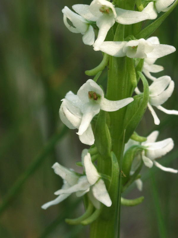 Platanthera dilatata (Scentbottle orchid)