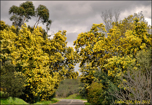 Acácia retinoides - Mimosa