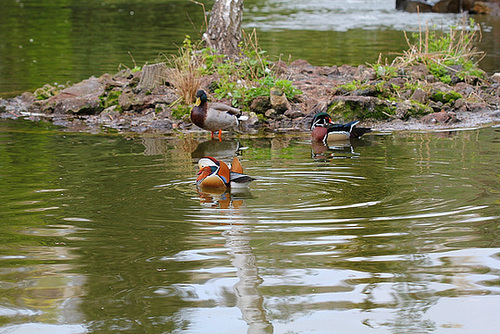 Canards mandarins et carolins