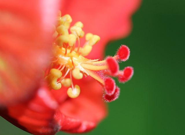 Pistil d'Hibiscus