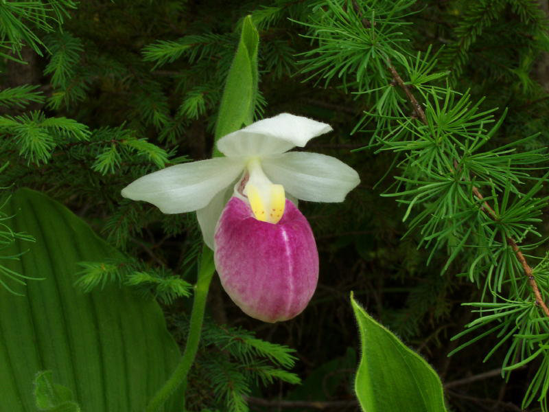 Cypripedium reginae (Showy orchid)