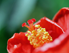 Pistil d'Hibiscus