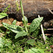 Goodyera repens (Lesser rattlesnake plantain)