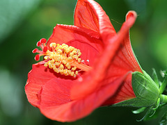 Hibiscus- pistil