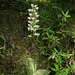 Platanthera orbiculata (Round-leaf orchid or Pad-leaf orchid)