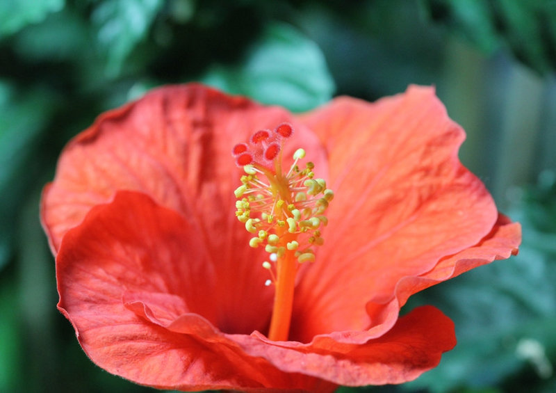Pistil d'Hibiscus