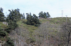 lande à genêt purgatif- Cytisus purgens