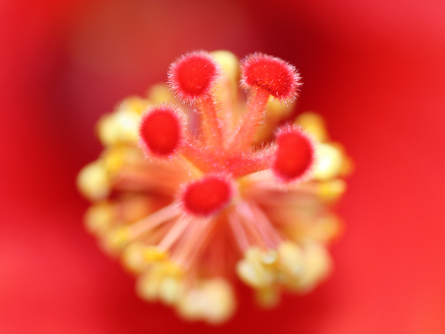 Pistil d'Hibiscus