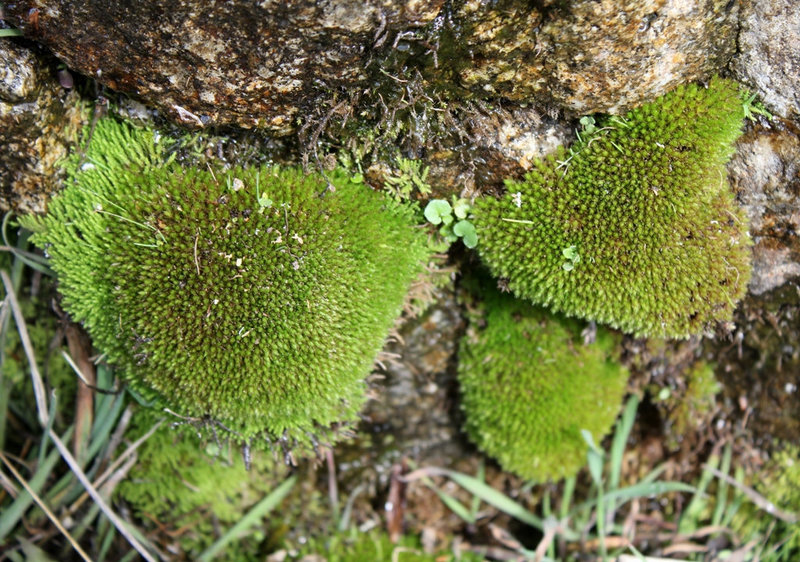 Philonitis fontana 3