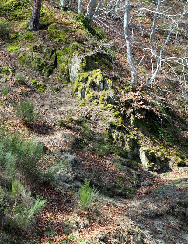 le sous-bois