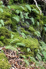 Peuplement de Polypodes