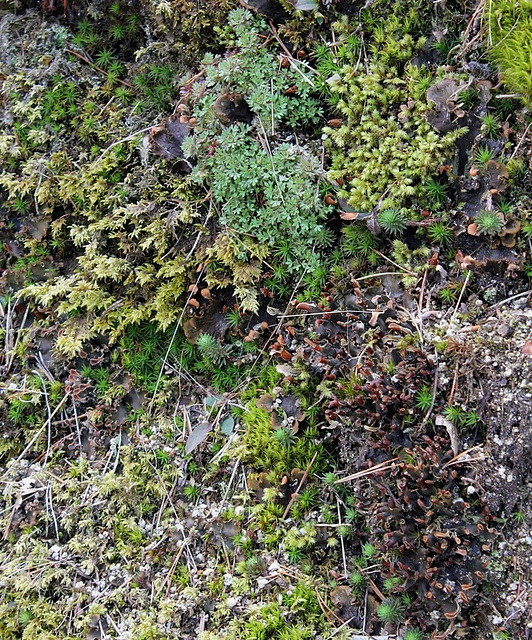 peuplement d'un talus granitique