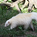 Streifenskunk (Zoo Heidelberg)