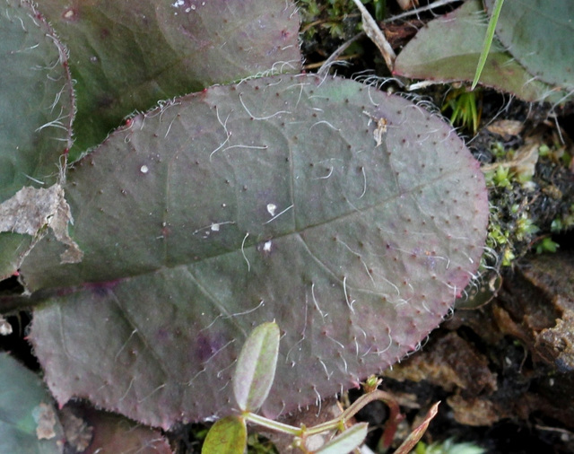 feuille de hieracium